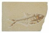 Fossil Fish (Diplomystus) - Green River Formation #217534-1